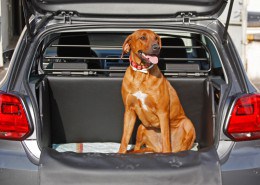 Hundetransport Kofferraum Hund VW Volkswagen Polo