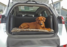 Hundetransport Kofferraum Hund Ford Kuga