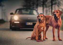 Porsche Hund Rückbank