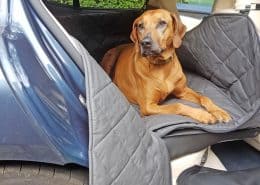 Hundetransport Rückbank Rücksitz Hund Porsche Panamera